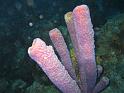 Aplysina archeri